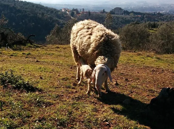 Oda ve Kahvaltı La Dispensa-bio